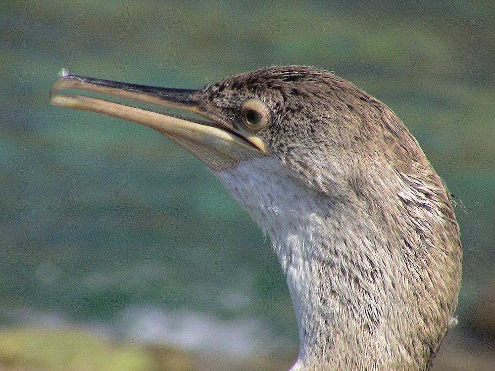 Cap Corse, Marine di Giottani (Kormoran 2).JPG